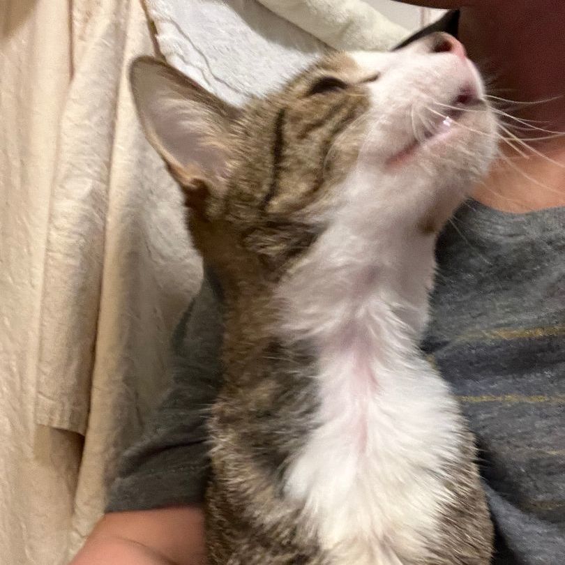 Enlarge Calvin, a Adoptable mixed breed in Kailua, HI image 5/6