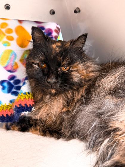 Callie, ADOPTABLE, Adult Female Domestic Long Hair.