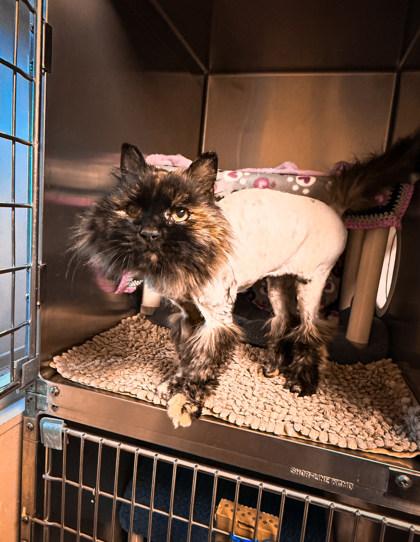Enlarge Callie, a ADOPTABLE Domestic Long Hair in Missoula, MT image 2/2