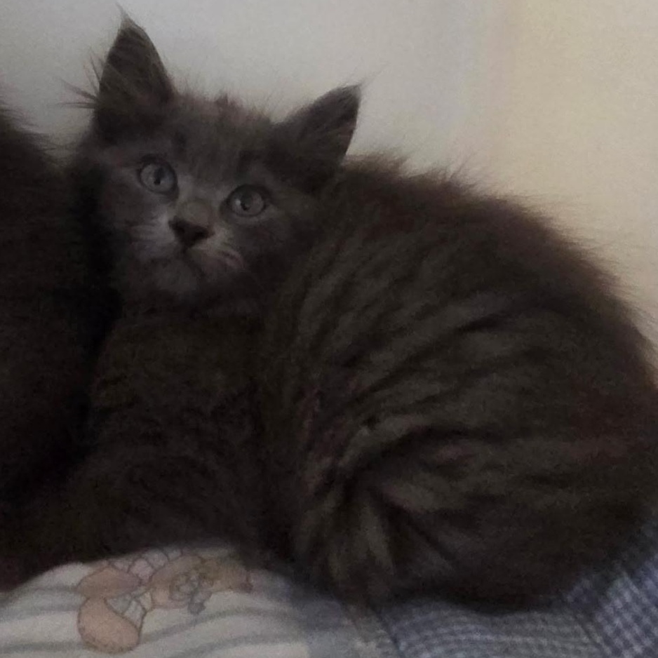 Indigo, adopted, Kitten Female Domestic Medium Hair.