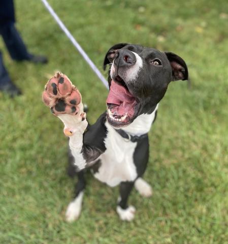 BINO, Adoptable, Young Male Pit Bull Terrier.