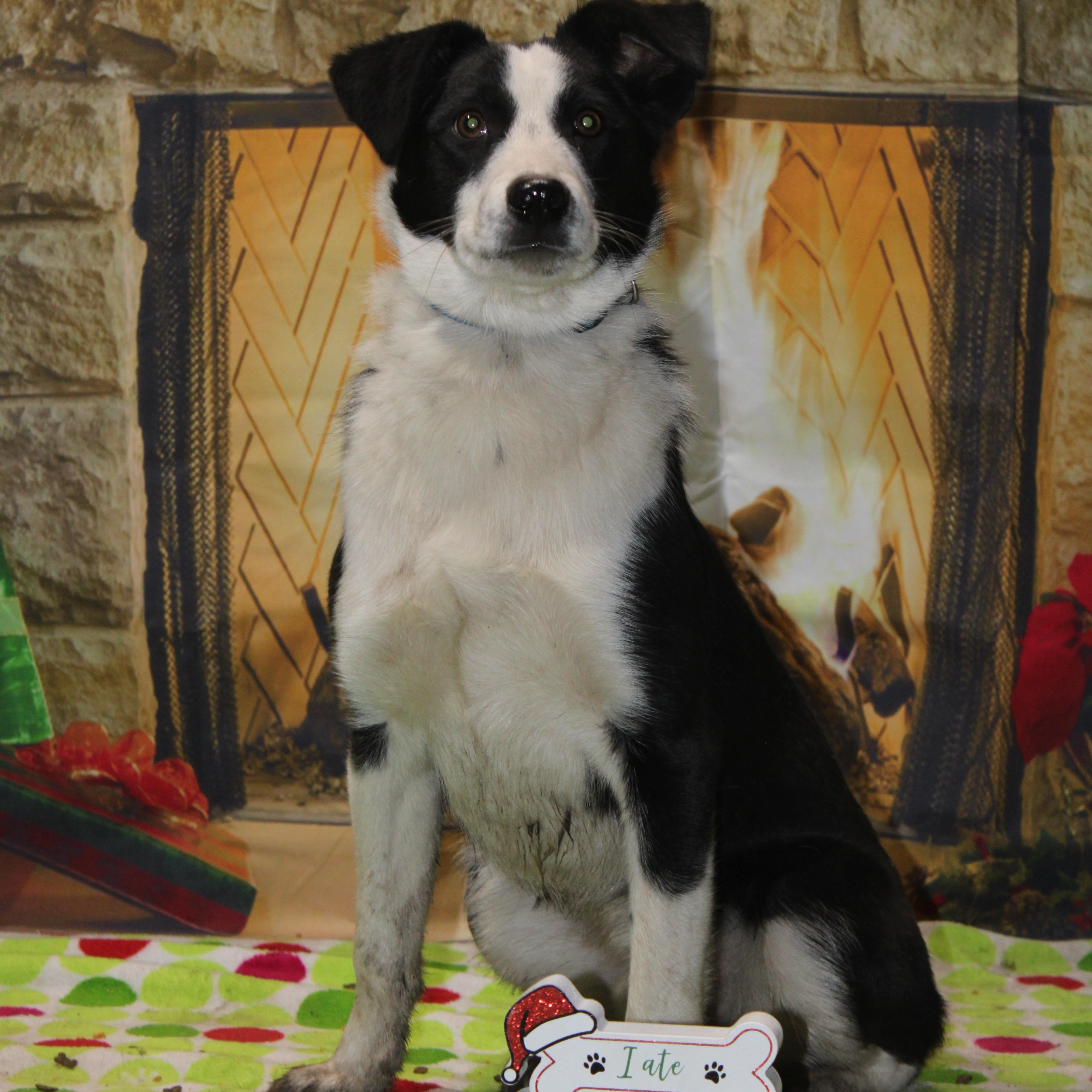 Enlarge Hamilton, a ADOPTABLE mixed breed in Watertown, SD image 1/6