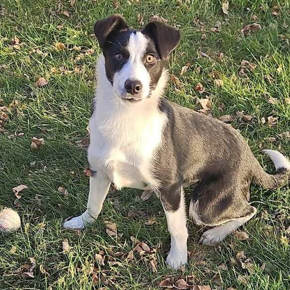 Enlarge Hamilton, a ADOPTABLE mixed breed in Watertown, SD image 6/6