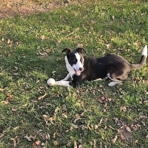 Enlarge Hamilton, a ADOPTABLE mixed breed in Watertown, SD image 5/6