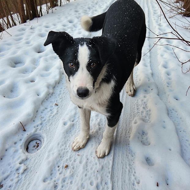 Enlarge Hamilton, a ADOPTABLE mixed breed in Watertown, SD image 4/6