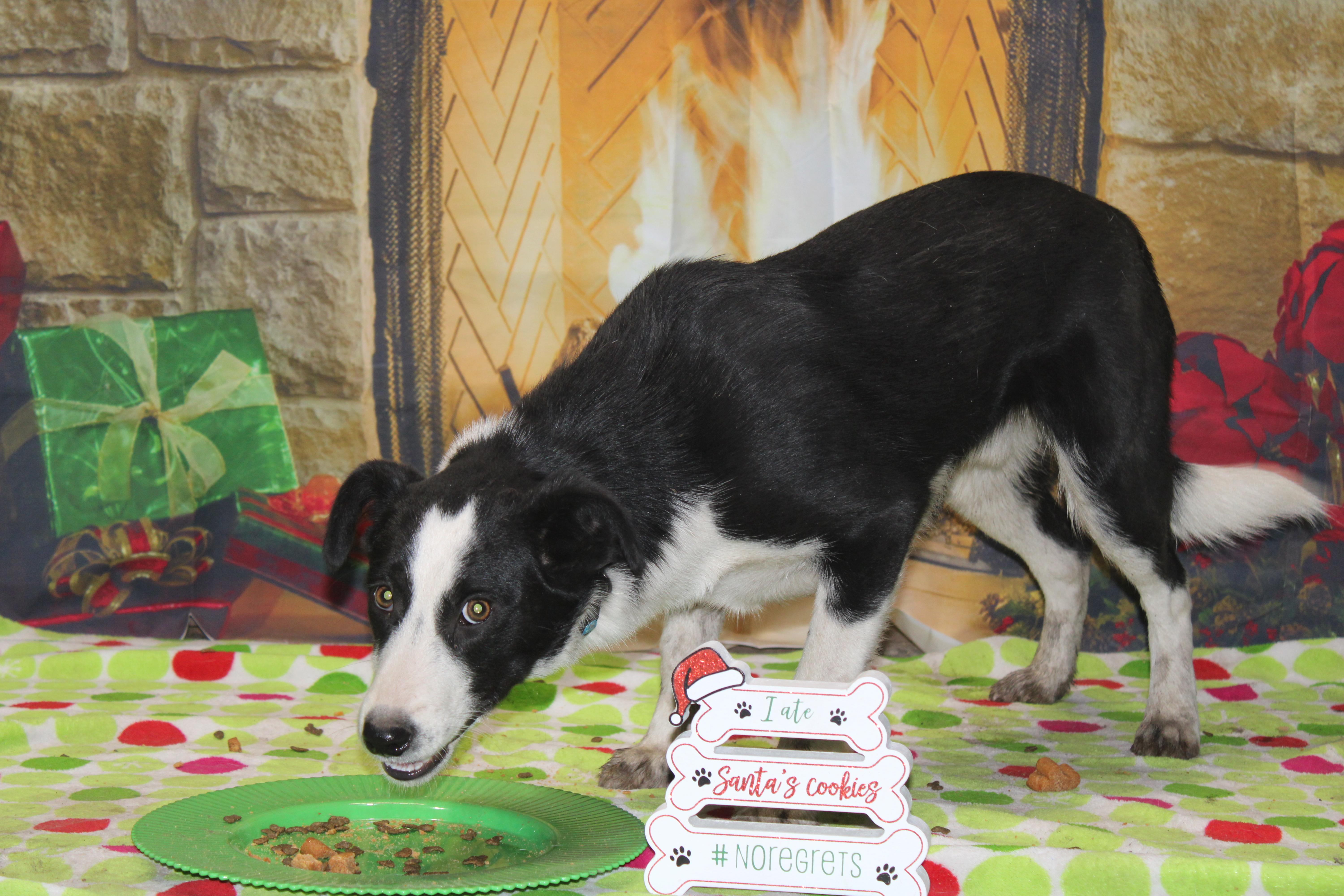 Enlarge Hamilton, a ADOPTABLE mixed breed in Watertown, SD image 2/6