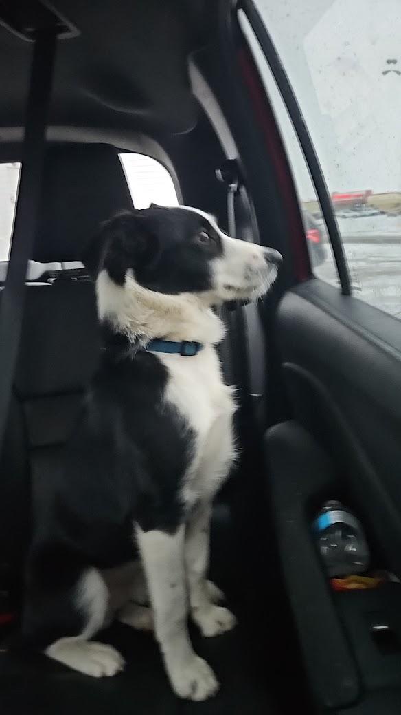 Enlarge Hamilton, a ADOPTABLE mixed breed in Watertown, SD image 3/6