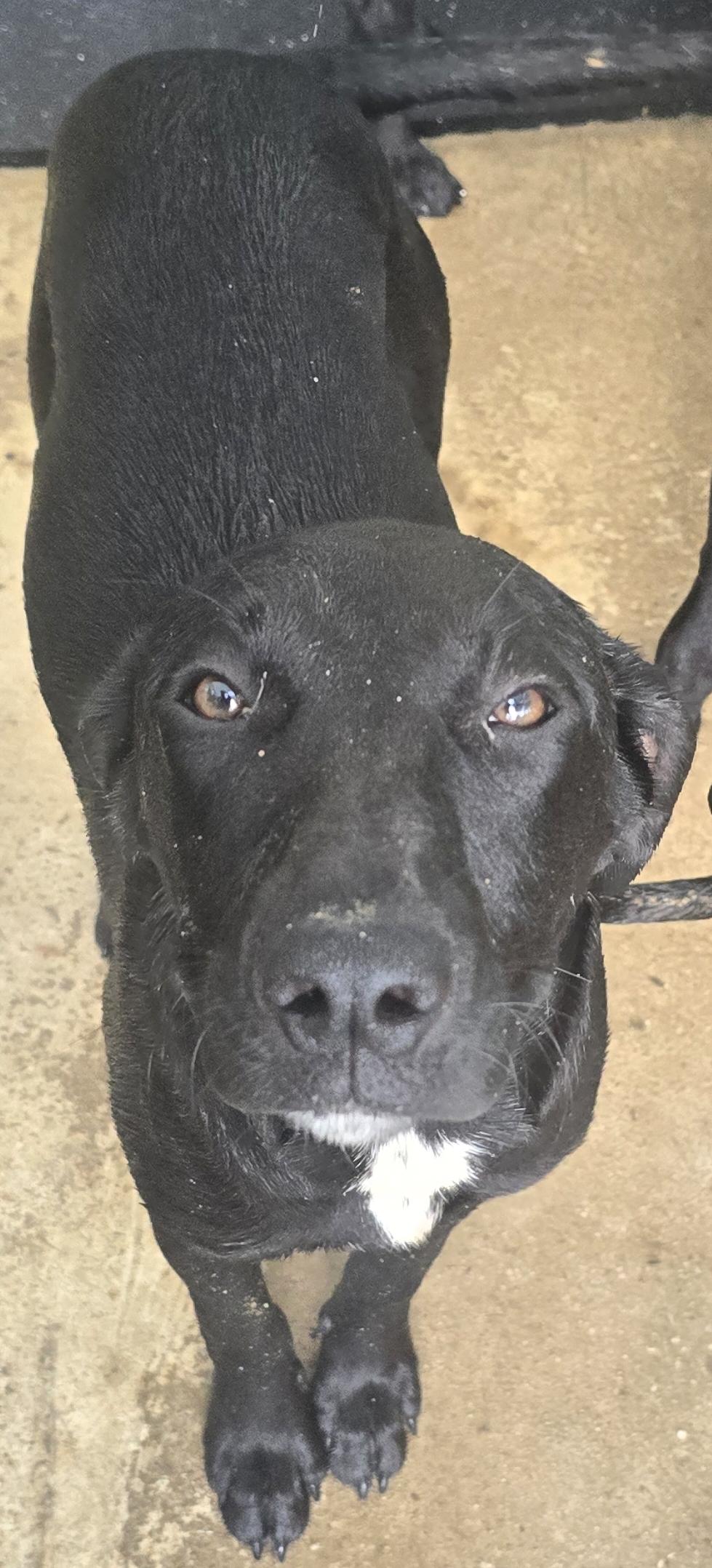 Enlarge Jolene Rae, a ADOPTABLE mixed breed in Corinth, MS image 2/3