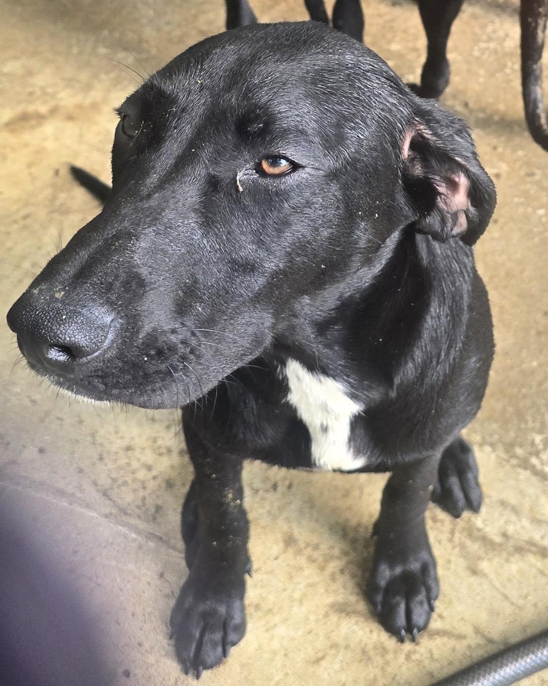 Enlarge Jolene Rae, a ADOPTABLE mixed breed in Corinth, MS image 3/3