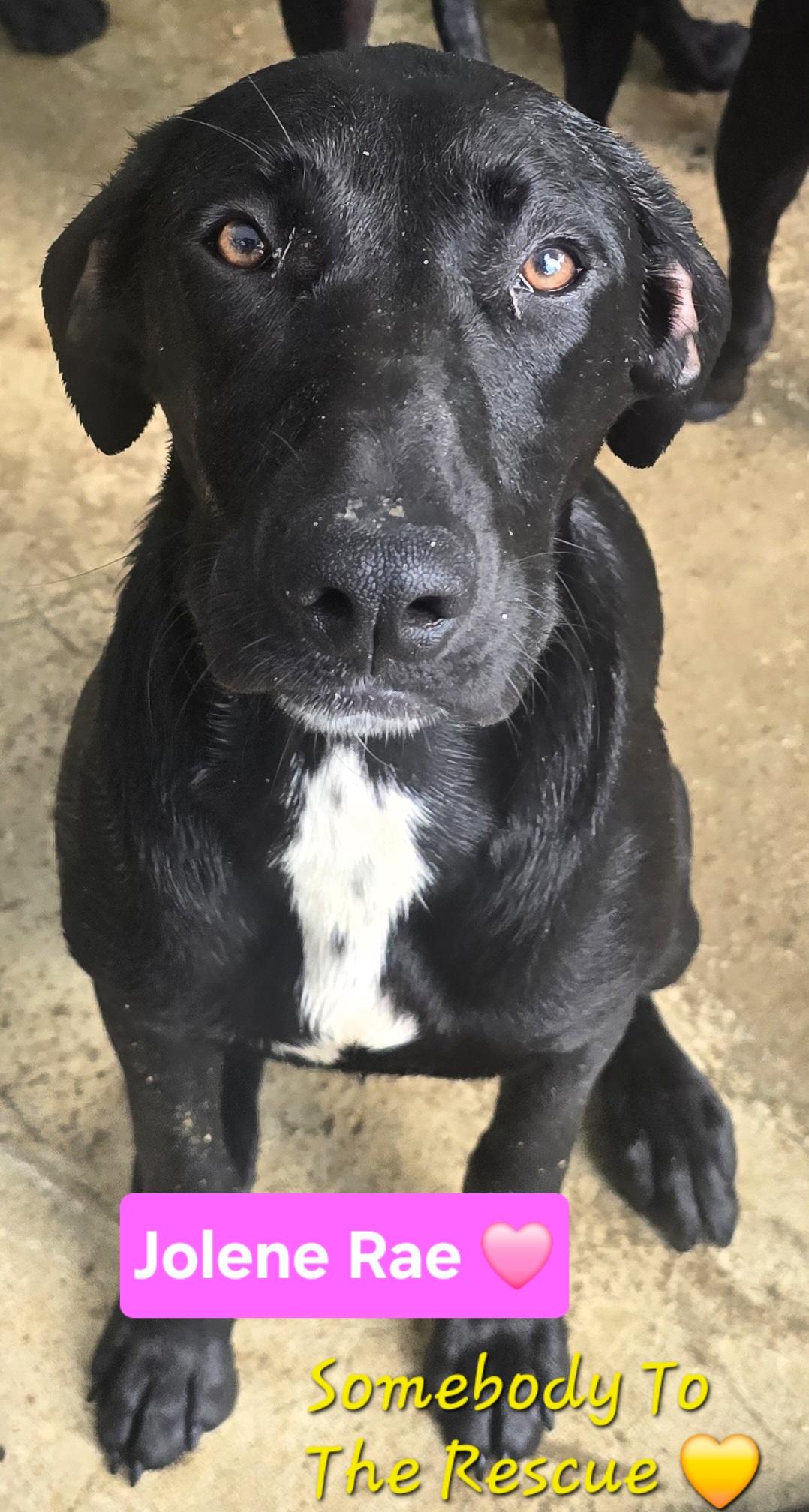 Enlarge Jolene Rae, a ADOPTABLE mixed breed in Corinth, MS image 1/3