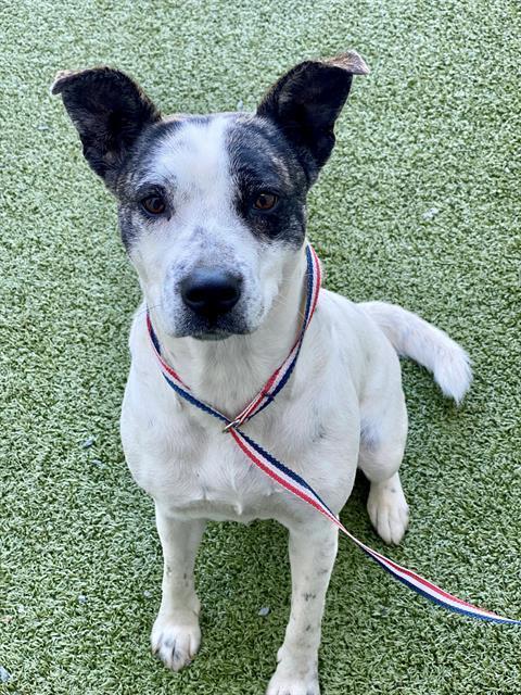 HAN MI, Adoptable, Adult Female Labrador Retriever & Mixed Breed.