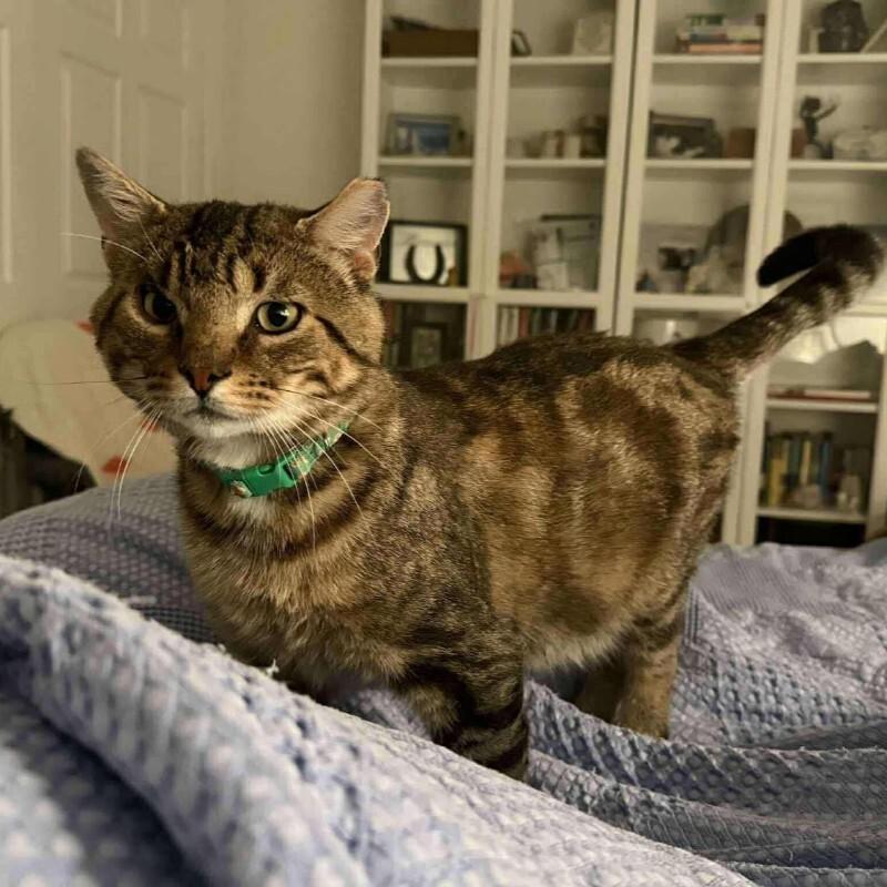 Major, Adoptable, Adult Male Domestic Short Hair.