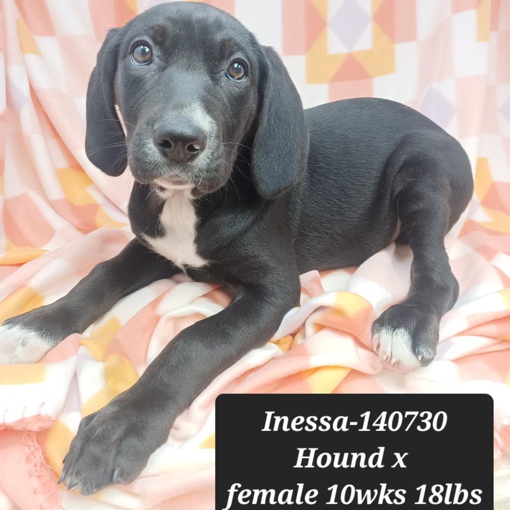 Inessa, Adoptable, Puppy Female Hound.