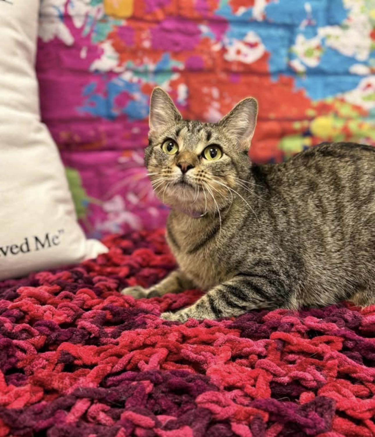 Enlarge Teagan, a ADOPTABLE Domestic Short Hair in Effingham, IL image 1/2