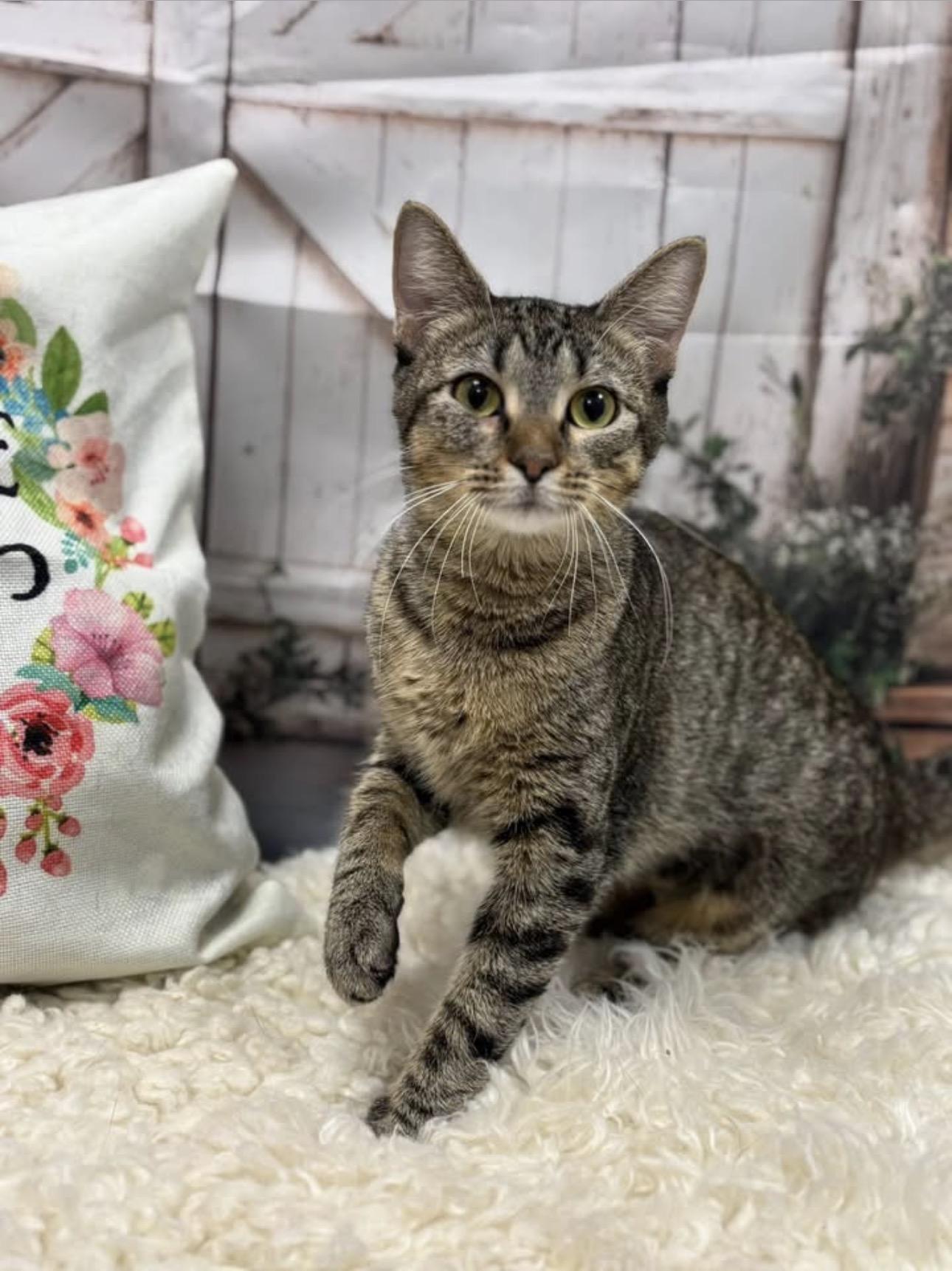 Enlarge Teagan, a ADOPTABLE Domestic Short Hair in Effingham, IL image 2/2