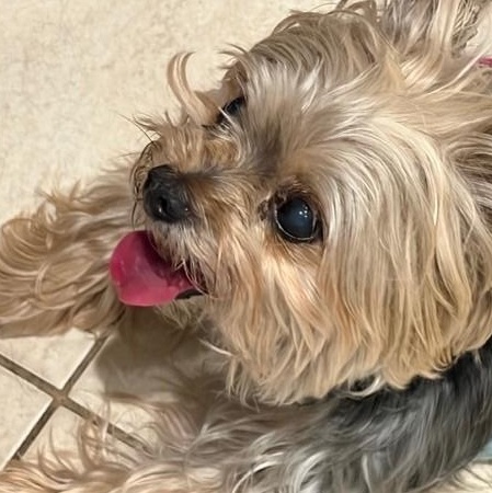 Max (and Leo), Adoptable, Adult Male Yorkshire Terrier.