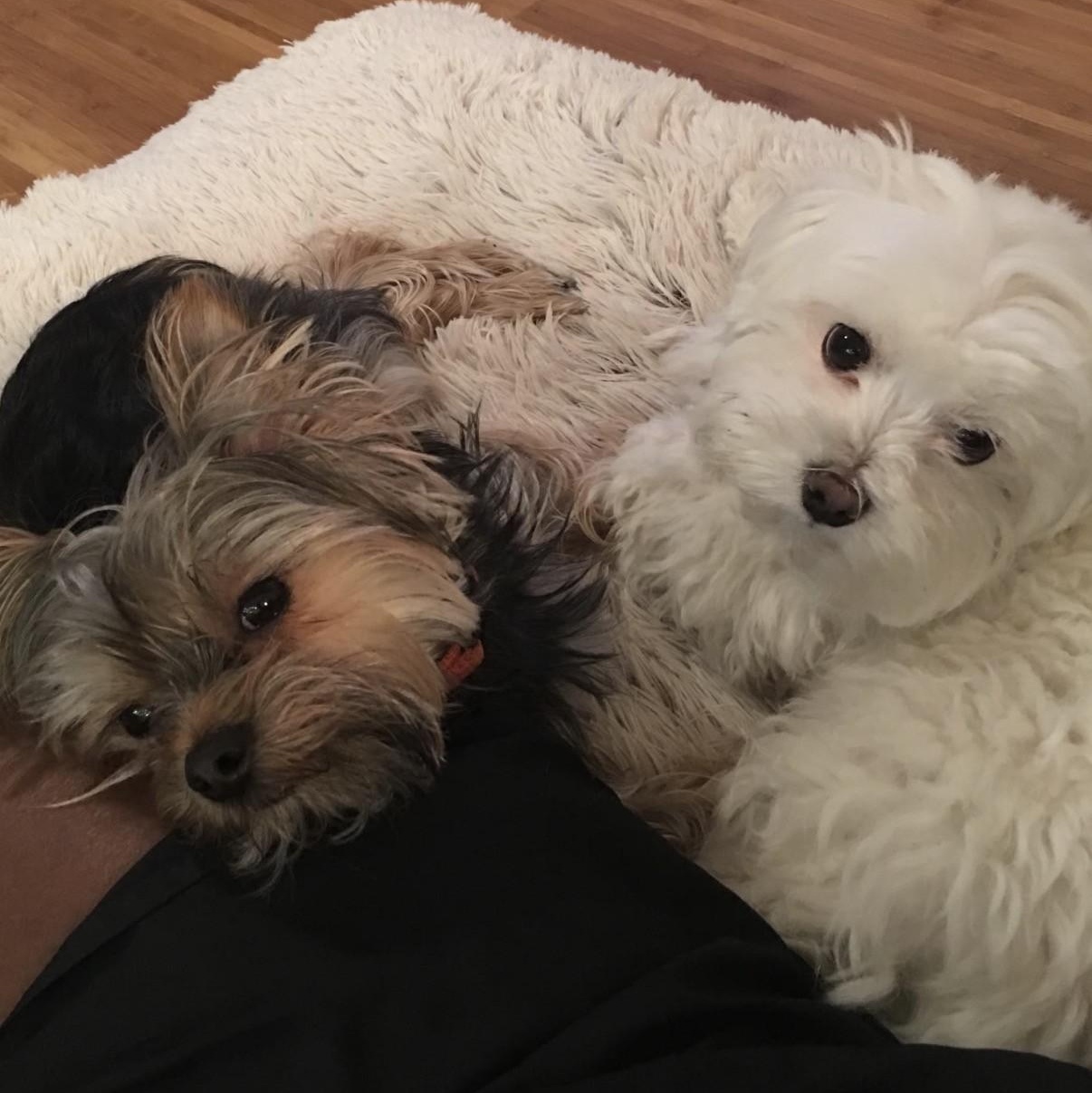 Enlarge Max (and Leo), a Adoptable Yorkshire Terrier in Boca Raton, FL image 2/4