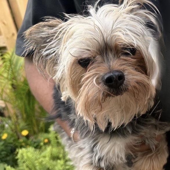 Enlarge Max (and Leo), a Adoptable Yorkshire Terrier in Boca Raton, FL image 1/6