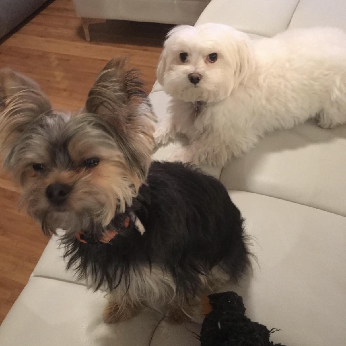 Enlarge Max (and Leo), a Adoptable Yorkshire Terrier in Boca Raton, FL image 4/4