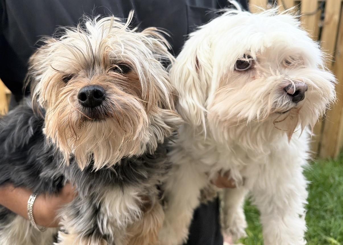 Enlarge Max (and Leo), a Adoptable Yorkshire Terrier in Boca Raton, FL image 2/6