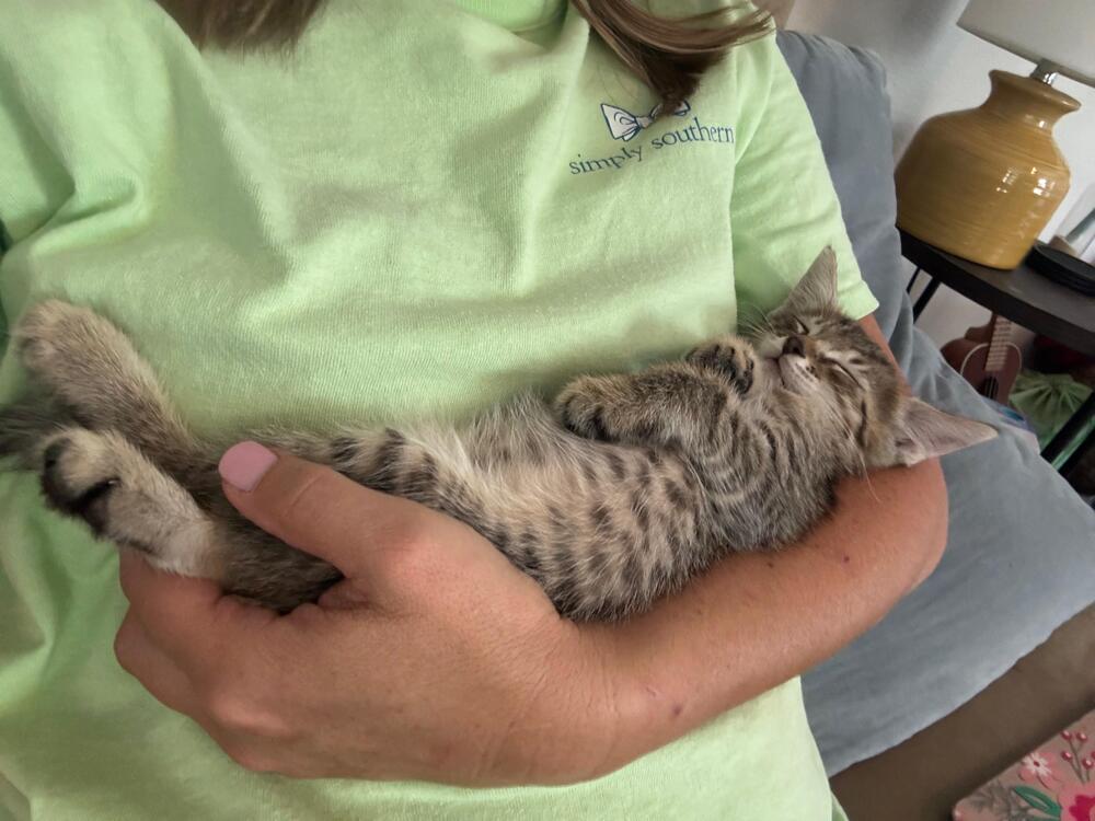 Pawbert, a Adoptable Domestic Short Hair in Orlando, FL image 2/3