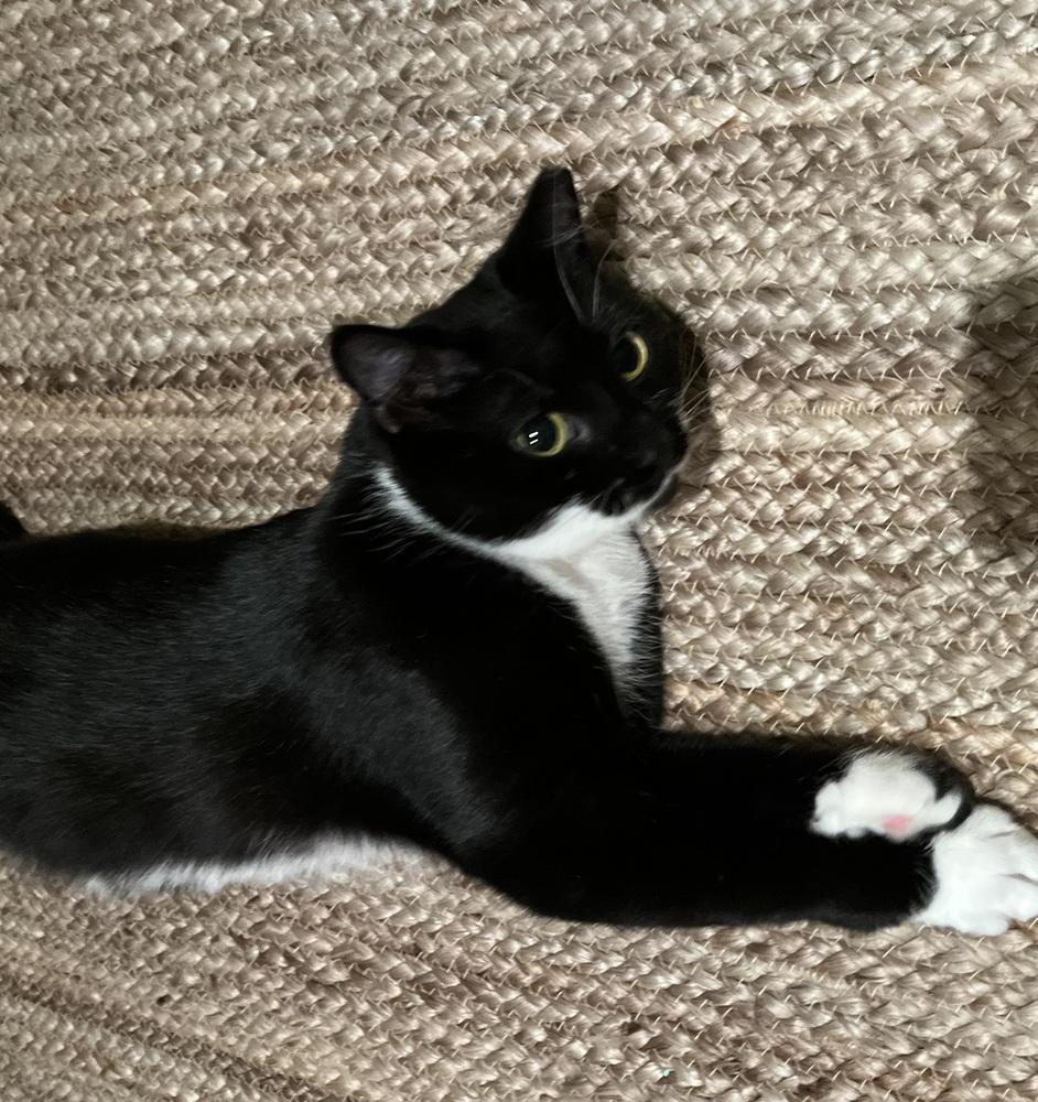 Kira, Adoptable, Young Female Domestic Medium Hair.