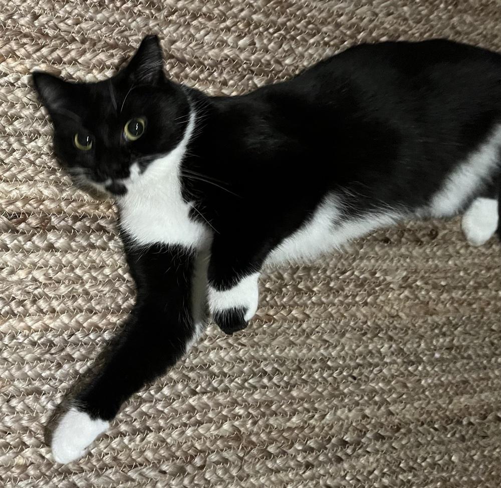 Enlarge Kira, a Adoptable mixed breed in Springdale, PA image 2/6