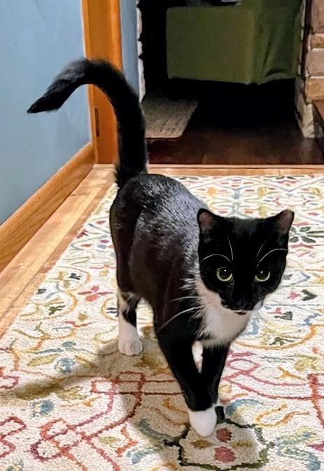 Enlarge Kira, a Adoptable mixed breed in Springdale, PA image 3/6