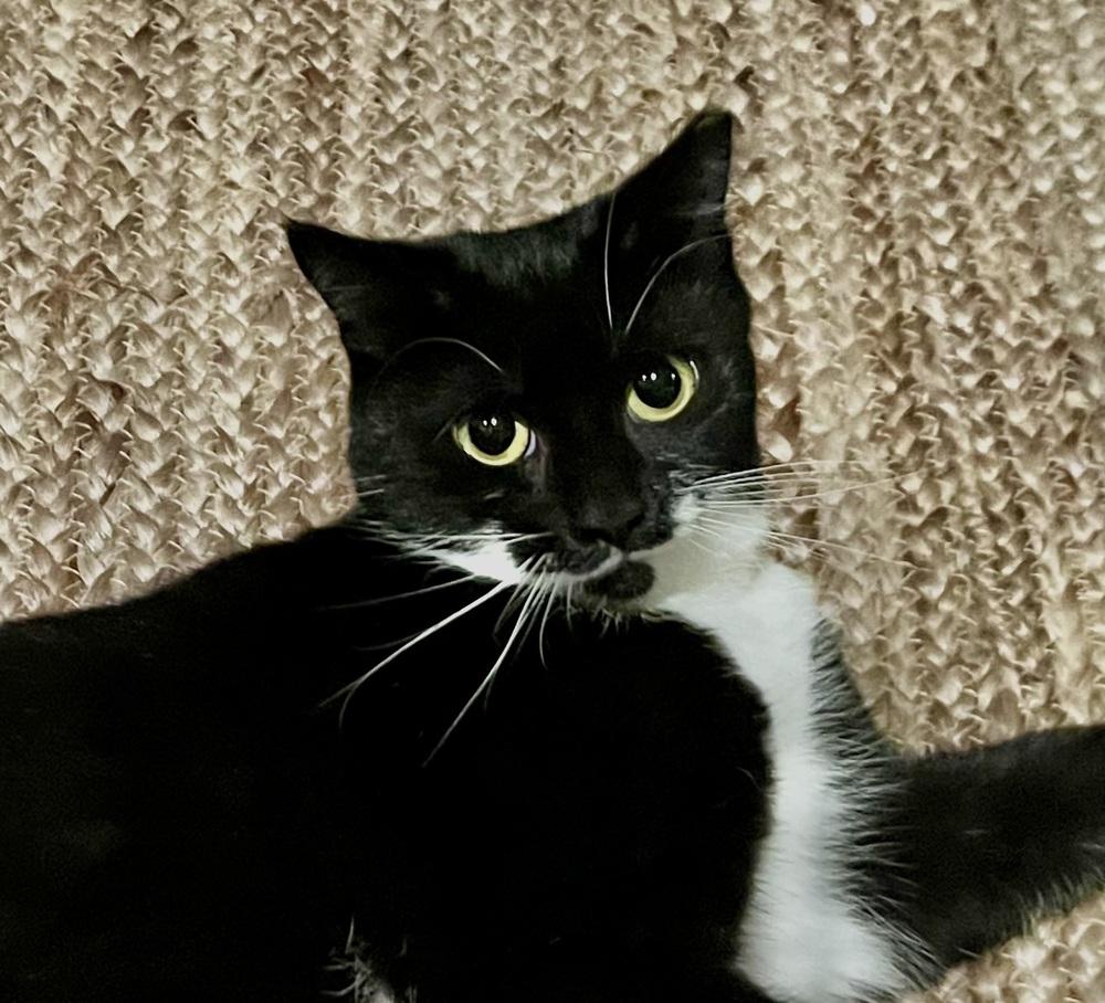 Enlarge Kira, a Adoptable mixed breed in Springdale, PA image 4/6