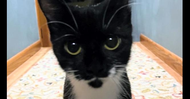 Enlarge Kira, a Adoptable mixed breed in Springdale, PA image 6/6