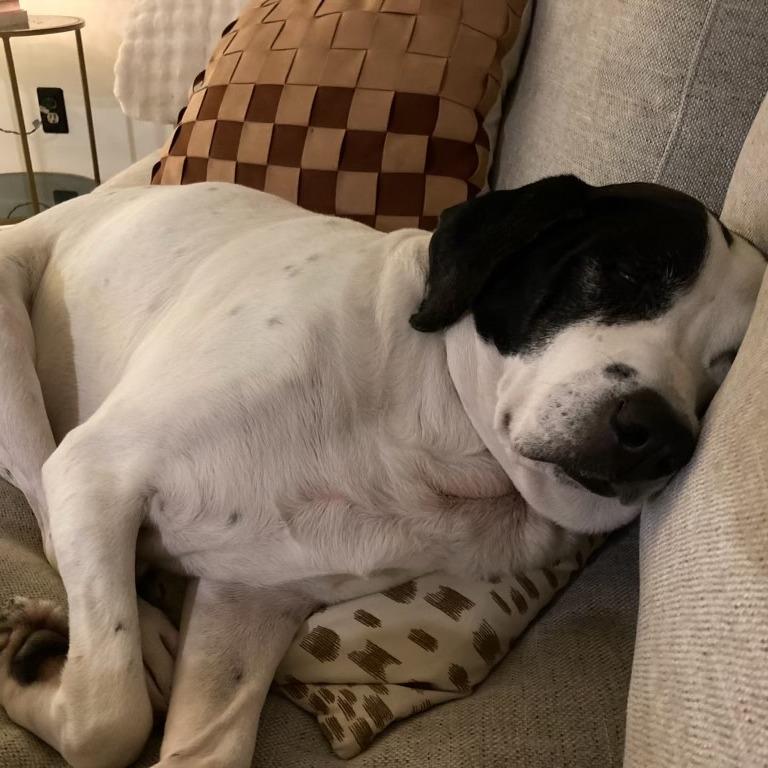 Dixie, Adoptable, Senior Female English Coonhound & Mixed Breed.