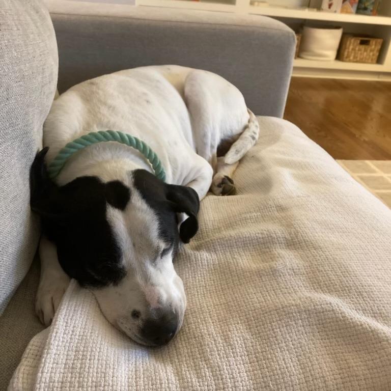 Enlarge Dixie, a Adoptable mixed breed in Huntsville, AL image 2/3