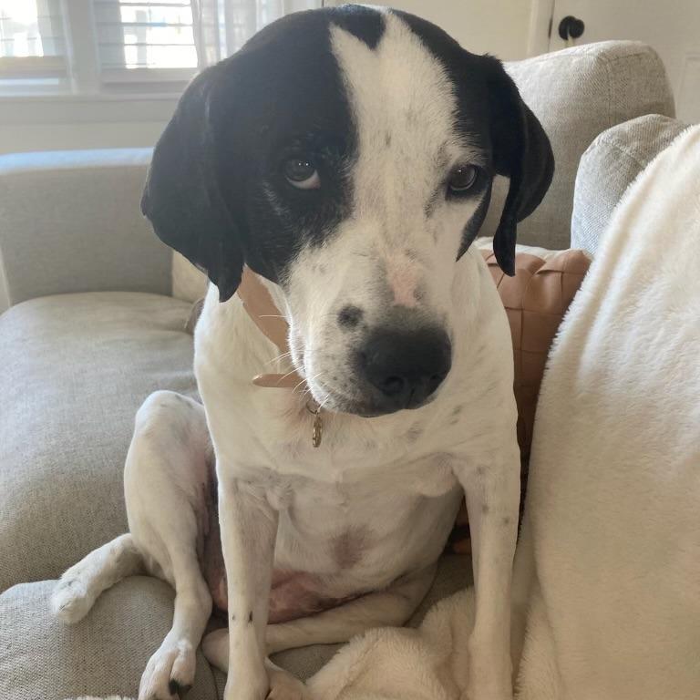 Enlarge Dixie, a Adoptable mixed breed in Huntsville, AL image 3/3