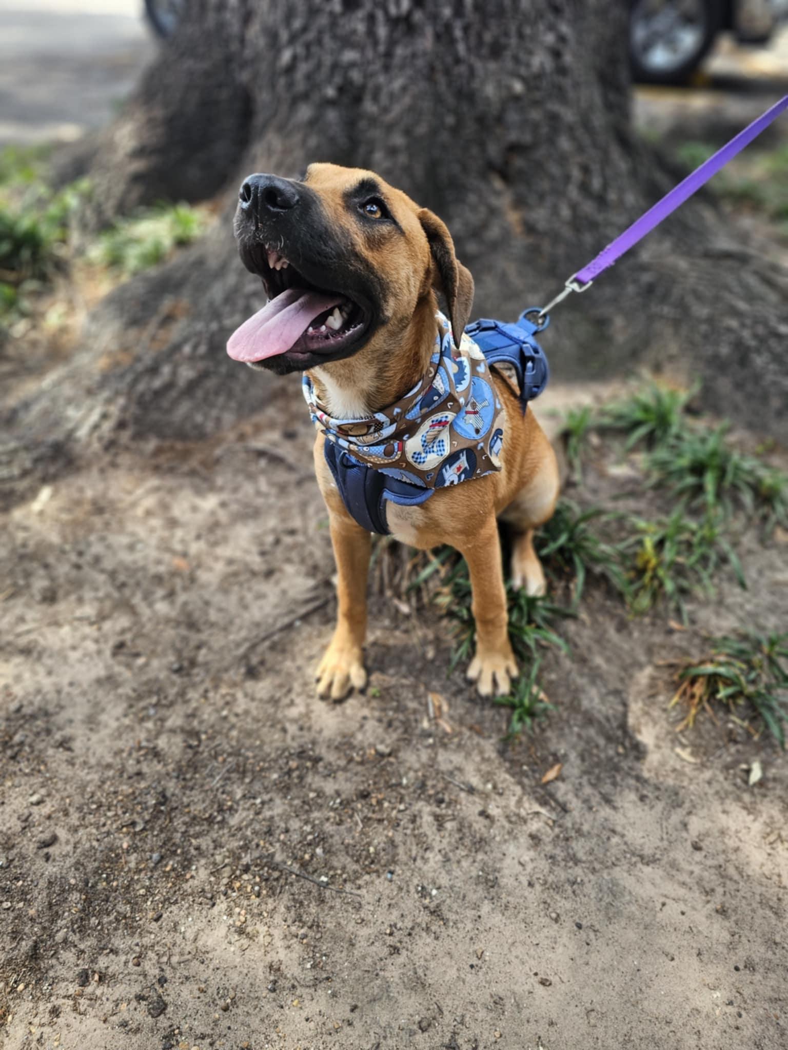 Milo, adoptable, Puppy Male Black Mouth Cur & Shepherd.