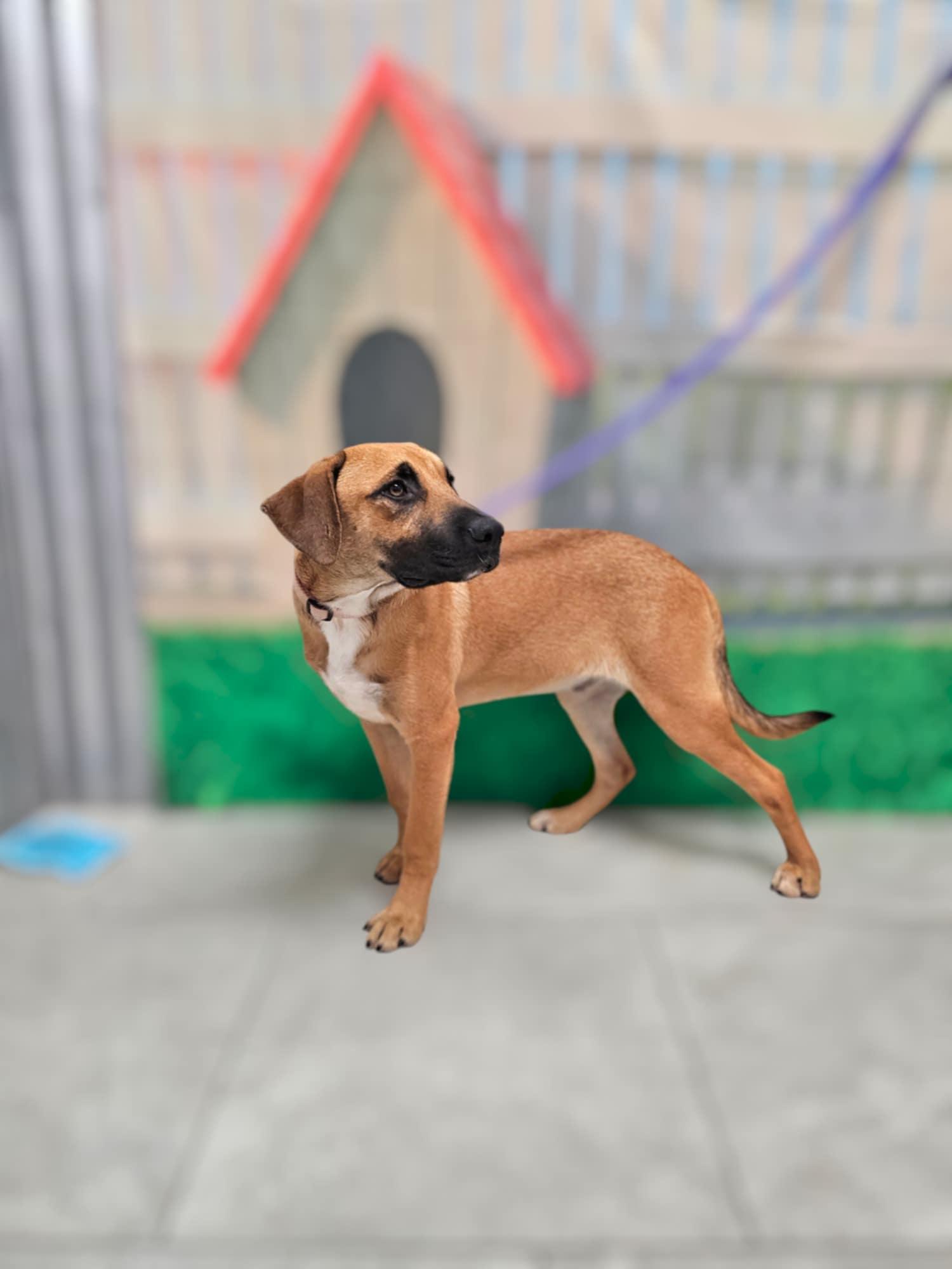 Enlarge Milo, an adoptable mixed breed in COVINGTON, WA image 2/6