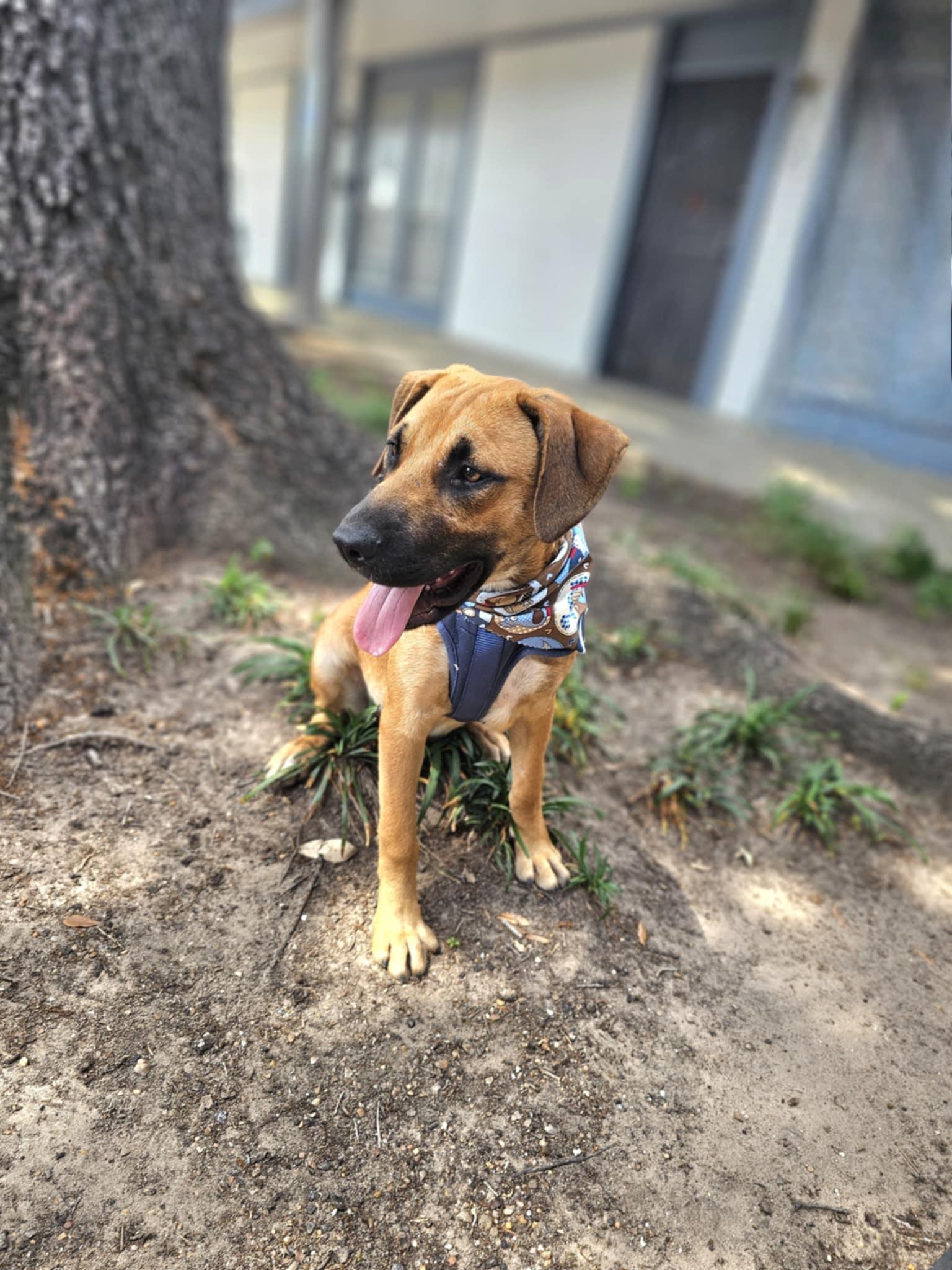 Milo, adoptable, Puppy Male Black Mouth Cur & Shepherd.