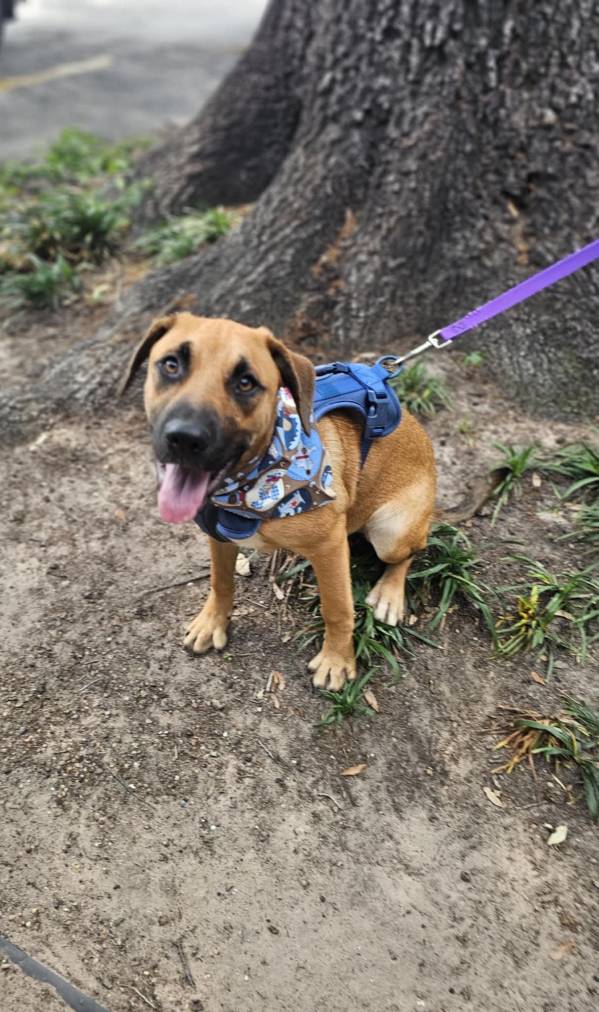 Enlarge Milo, an adoptable mixed breed in COVINGTON, WA image 4/6