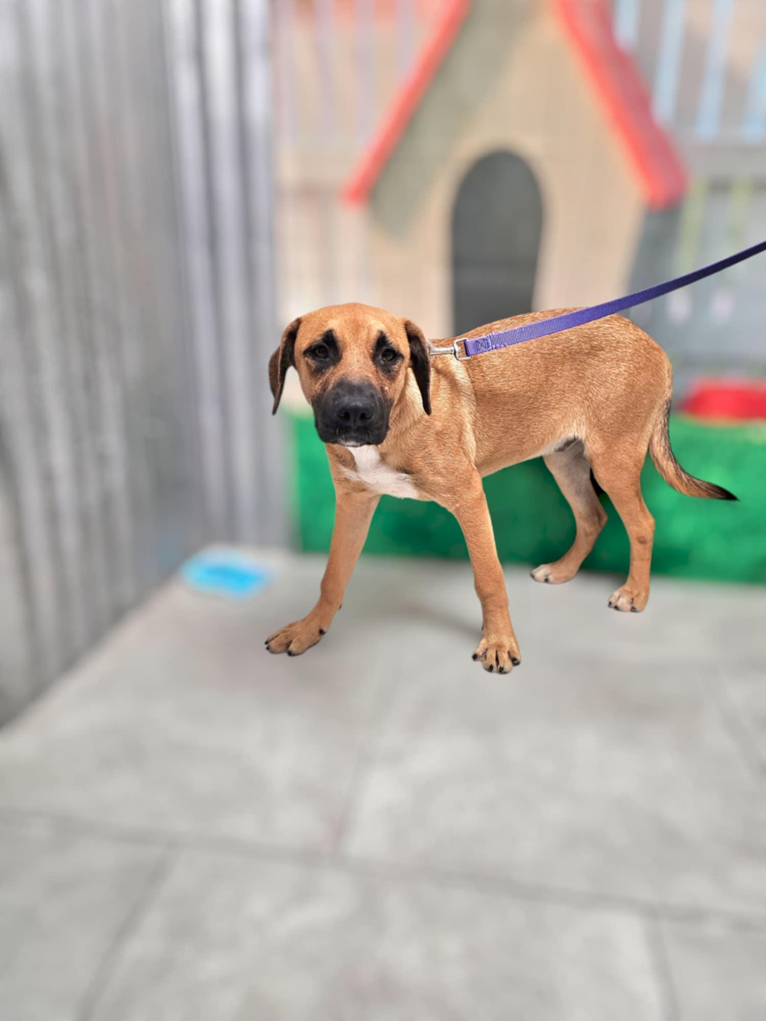 Enlarge Milo, an adoptable mixed breed in COVINGTON, WA image 5/6