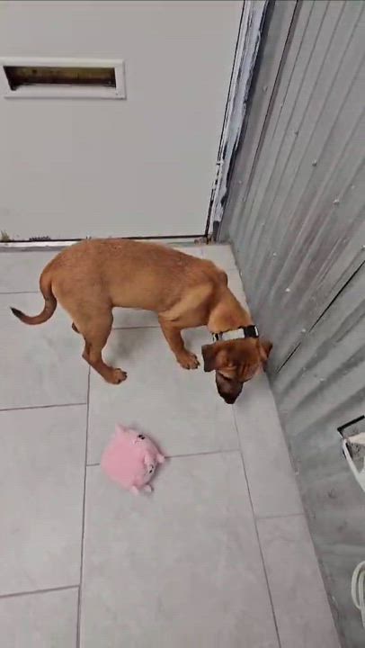 Enlarge Milo, an adoptable mixed breed in COVINGTON, WA video 6/6