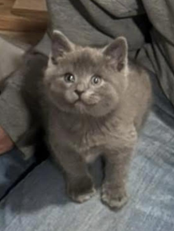 Elijah, an adopted Domestic Medium Hair in Port Washington, WI image 5/5