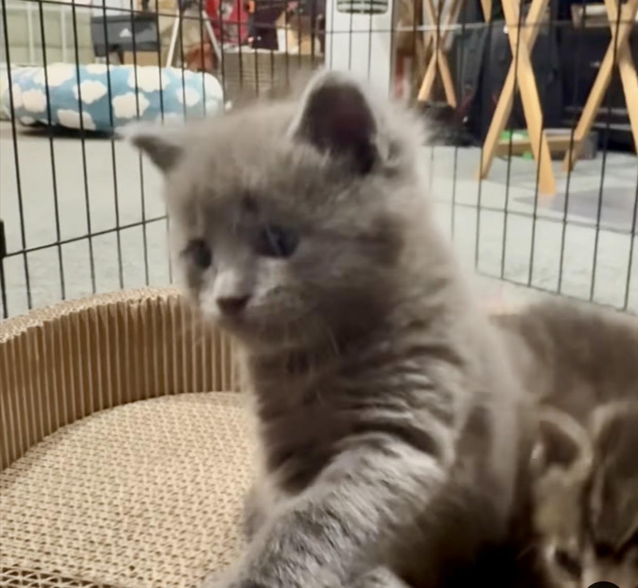 Elijah, an adopted Domestic Medium Hair in Port Washington, WI image 4/5