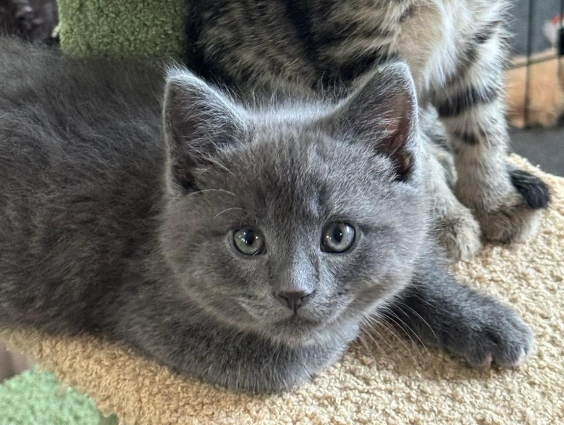Elijah, adopted, Kitten Male Domestic Medium Hair.