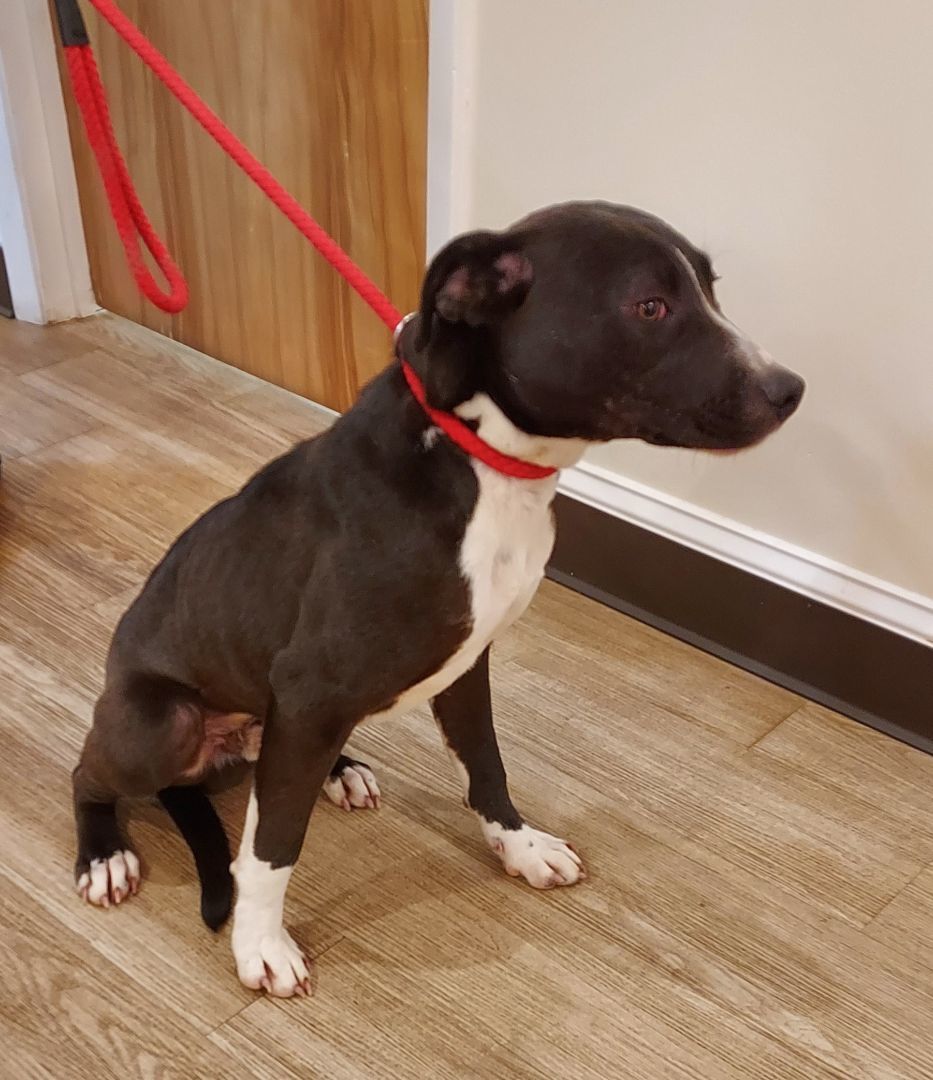 Enlarge Diago, a Adoptable mixed breed in Ellijay, GA image 4/6