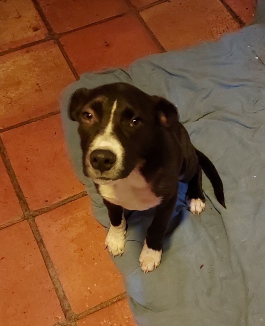 Enlarge Diago, a Adoptable mixed breed in Ellijay, GA image 2/6