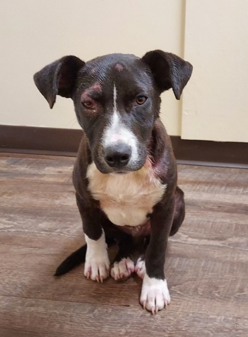 Enlarge Diago, a Adoptable mixed breed in Ellijay, GA image 3/6