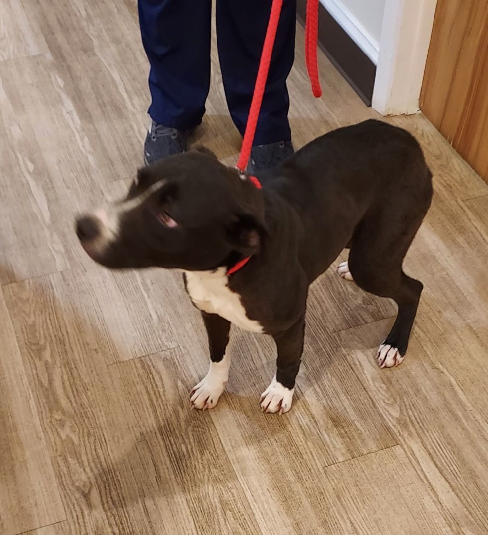 Enlarge Diago, a Adoptable mixed breed in Ellijay, GA image 5/6