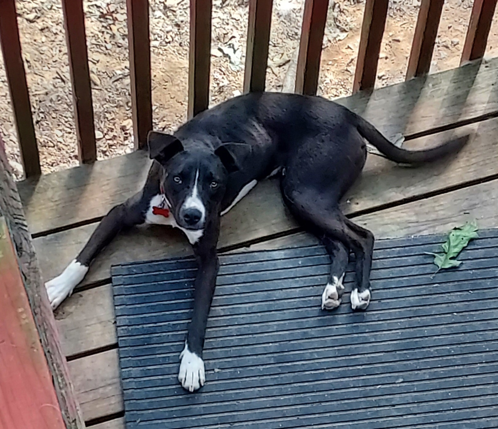 Enlarge Diago, a Adoptable mixed breed in Ellijay, GA image 1/6