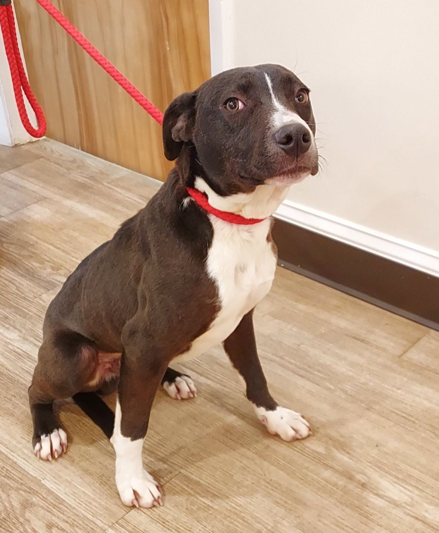 Enlarge Diago, a Adoptable mixed breed in Ellijay, GA image 6/6