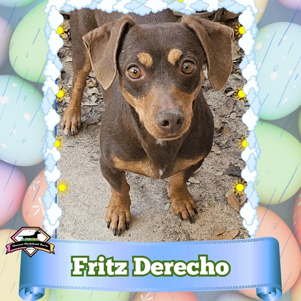 Fritz Derecho, Adoptable, Adult Male Dachshund.