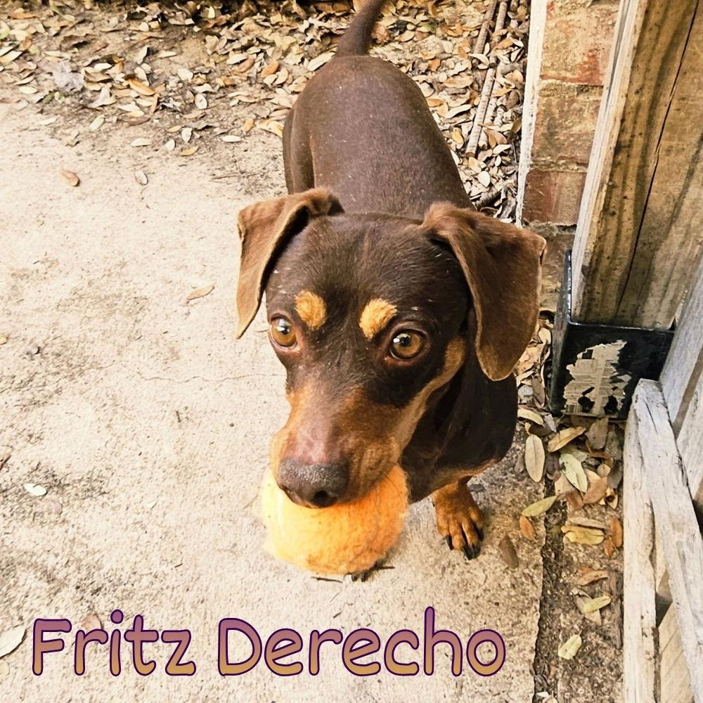 Fritz Derecho, Adoptable, Adult Male Dachshund.